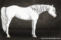 Horse Color:Cremello Sabino  and Cremello Sabino Rabicano 