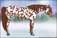 Horse Color:Chestnut Near Leopard