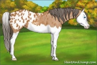 Horse Color:Bay Roan Splash Appaloosa 