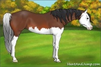 Horse Color:Bay Splash 