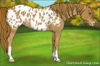 Horse Color:Red Roan Appaloosa 