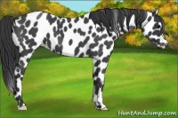 Horse Color:Blue Roan Leopard 