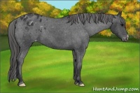 Horse Color:Black Appaloosa 