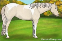 Horse Color:Cremello Roan Tobiano 