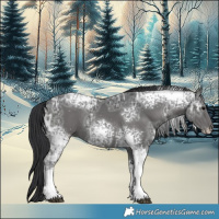 Horse Color:White Spotted Grullo Ice 