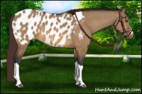 Horse Color:Bay Dun Near Leopard 