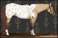 Horse Color:Chocolate Bay Dun Near Leopard