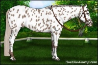 Horse Color:Chocolate Silver Grullo Appaloosa 