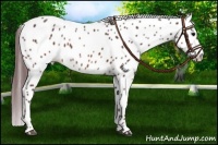 Horse Color:Chocolate Brown Leopard 