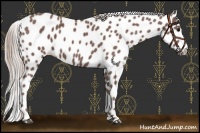 Horse Color:Chocolate Silver Black Appaloosa 