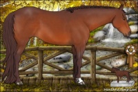 Horse Color:Chocolate Bay 
