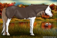 Horse Color:Liver Chestnut Splash 