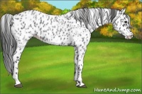 Horse Color:Blue Roan Tobiano Appaloosa  and Blue Roan Tobiano Appaloosa 