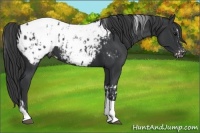 Horse Color:Black Tobiano Appaloosa and Black Tobiano Appaloosa