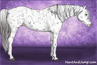 Horse Color:Smoky Black Appaloosa  and Smoky Black Appaloosa 