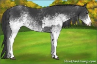 Horse Color:White Spotted Black Splash  and White Spotted Black Splash Rabicano 