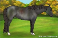 Horse Color:Liver Chestnut Rabicano 