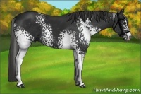 Horse Color:White Spotted Liver Chestnut Sabino 
