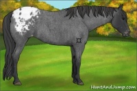Horse Color:Blue Roan Appaloosa 