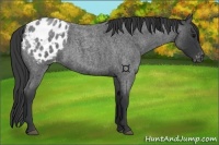Horse Color:Blue Roan Appaloosa 