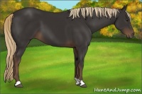 Horse Color:Liver Chestnut 