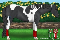 Horse Color:Black Tobiano 