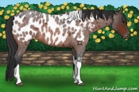 Horse Color:Bay Roan Tobiano Appaloosa 