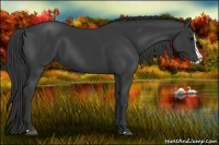 Horse Color:Black Splash 