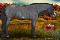 Horse Color:Blue Roan Frame