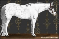 Horse Color:Black Sabino Appaloosa 
