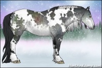 Horse Color:White Spotted Brown Chinchilla 