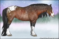 Horse Color:Brown Sabino Appaloosa Rabicano 