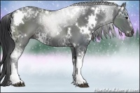 Horse Color:White Spotted Black Ice 