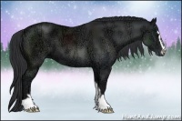 Horse Color:Black Ice Sabino