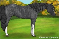 Horse Color:Blue Roan and Blue Roan
