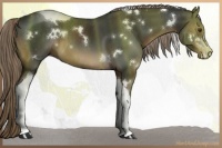 Horse Color:White Spotted Liver Chestnut Tobiano