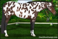 Horse Color:Bay Appaloosa