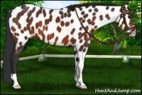 Horse Color:Brown Appaloosa