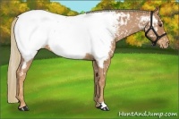 Horse Color:Chestnut Appaloosa