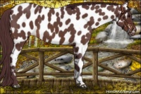 Horse Color:Chocolate Brown Roan Near Leopard 