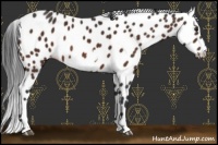 Horse Color:Brown Frame Appaloosa 