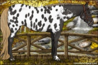 Horse Color:Liver Chestnut Appaloosa 