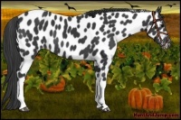 Horse Color:Black Leopard 