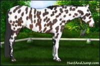 Horse Color:Brown Roan Appaloosa