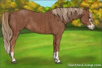 Horse Color:Chestnut  and Chestnut Splash 