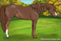 Horse Color:Chestnut 