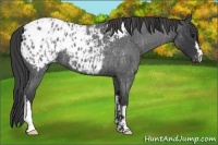 Horse Color:Blue Roan Appaloosa and Blue Roan Appaloosa
