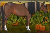 Horse Color:Chestnut  and Bay 