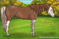 Horse Color:Chestnut  and Chestnut Splash 