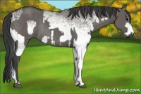 Horse Color:Grullo Rabicano and White Spotted Grullo Rabicano